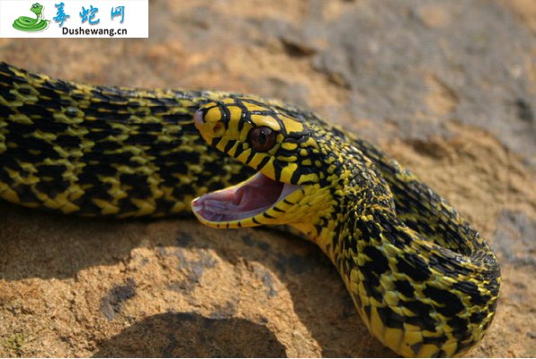 王锦蛇(无毒蛇)详细资料、图片及品种介绍