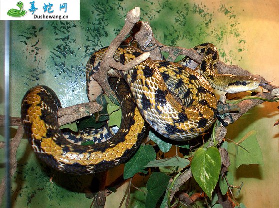 黑眉锦蛇(无毒蛇)详细资料、图片及品种介绍