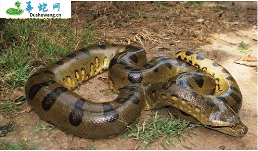 亚马逊森蚺(无毒蛇)详细资料、图片及品种介绍