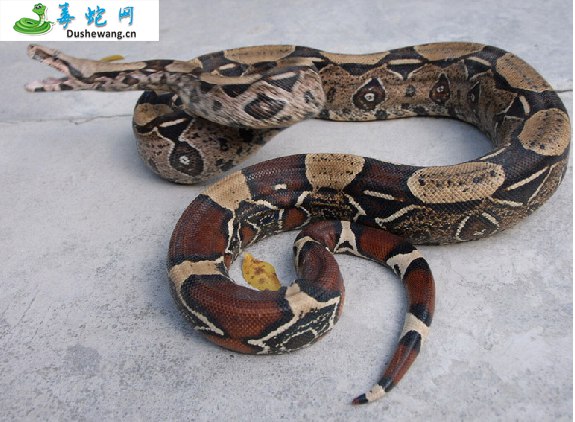 红尾蚺(无毒蛇)详细资料、图片及品种介绍