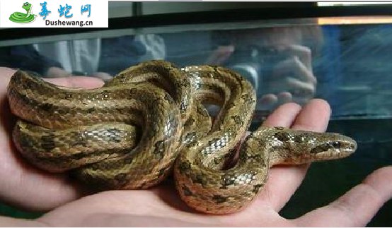 白条锦蛇(无毒蛇)详细资料、图片及品种介绍