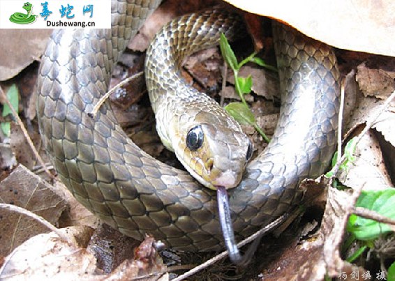 灰鼠蛇(无毒蛇)详细资料、图片及品种介绍