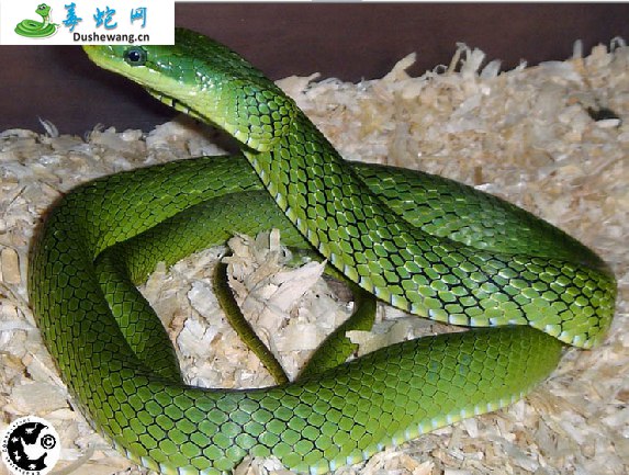 绿锦蛇(无毒蛇)详细资料、图片及品种介绍