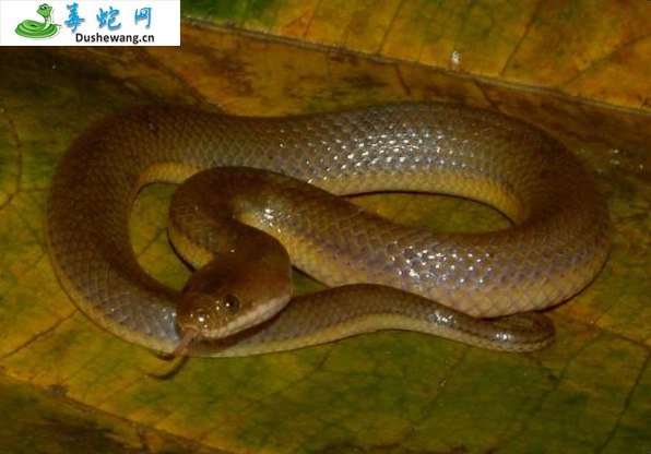 中国水蛇(微毒蛇)详细资料、图片及品种介绍