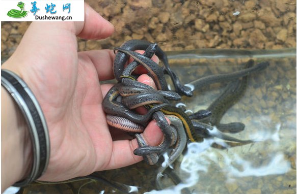 中国水蛇