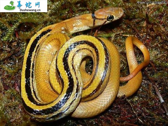 三索锦蛇(无毒蛇)详细资料、图片及品种介绍