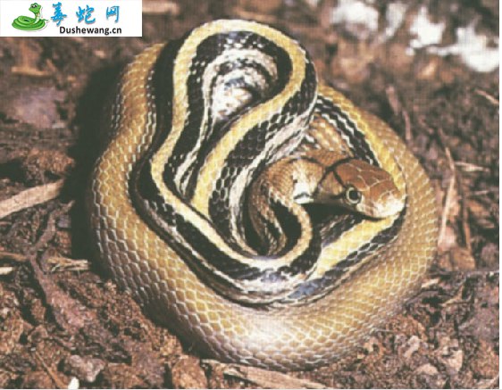 三索锦蛇