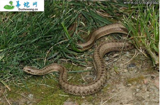 温泉蛇(有毒蛇)详细资料、图片及品种介绍