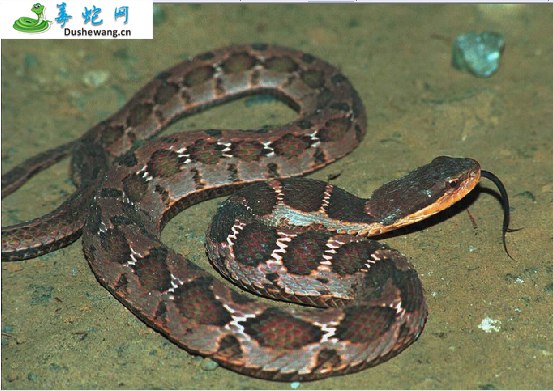 颈棱蛇(无毒蛇)详细资料、图片及品种介绍