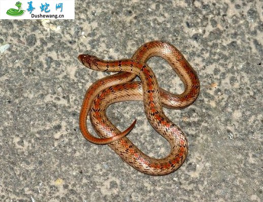 台湾小头蛇