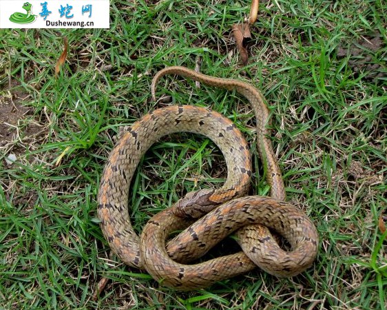 台湾小头蛇