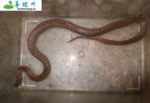 台湾小头蛇
