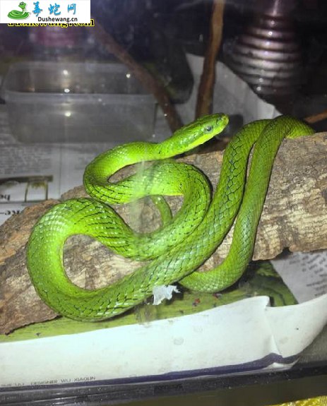 灰腹绿锦蛇(无毒蛇)详细资料、图片及品种介绍
