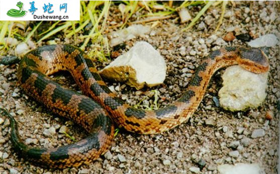 山烙铁头蛇(有毒蛇)详细资料、图片及品种介绍
