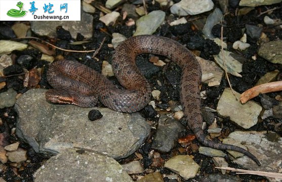 台湾烙铁头蛇(有毒蛇)详细资料、图片及品种介绍