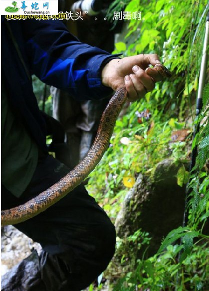 察隅烙铁头蛇(有毒蛇)详细资料、图片及品种介绍