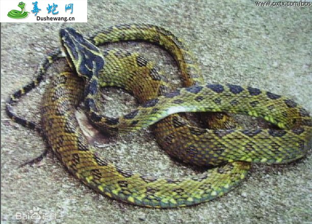 缅北原矛头蝮蛇(有毒蛇)详细资料、图片及品种介绍