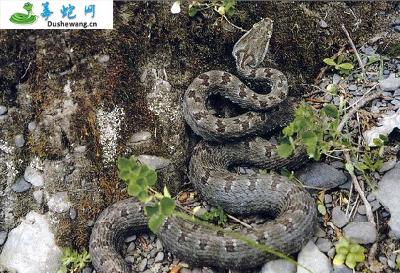 乡城原矛头蝮蛇(有毒蛇)详细资料、图片及品种介绍