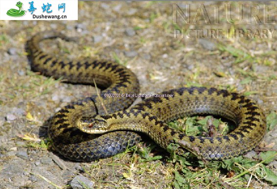 极北蝰蛇(有毒蛇)详细资料、图片及品种介绍