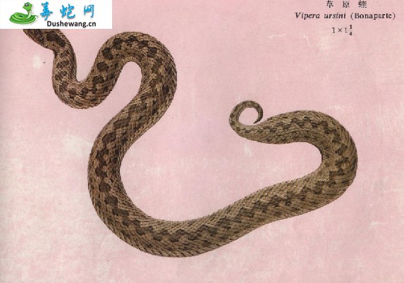 草原蝰蛇(有毒蛇)详细资料、图片及品种介绍