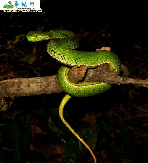福建竹叶青蛇(有毒蛇)详细资料、图片及品种介绍
