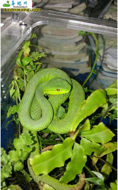 坡普竹叶青蛇(有毒蛇)详细资料、图片及品种介绍