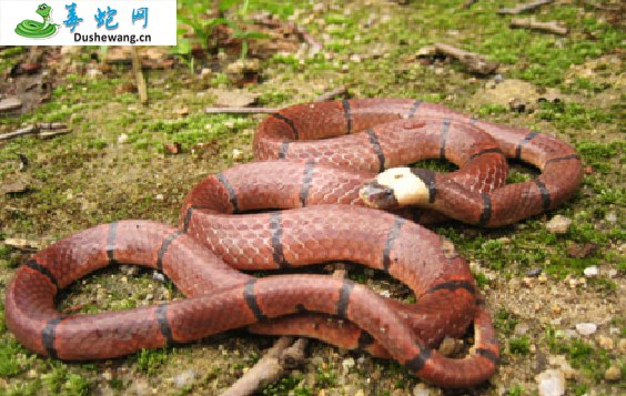 中华珊瑚蛇(有毒蛇)详细资料、图片及品种介绍