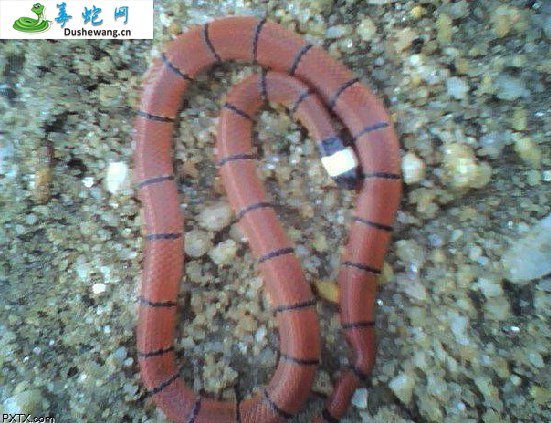 中华珊瑚蛇