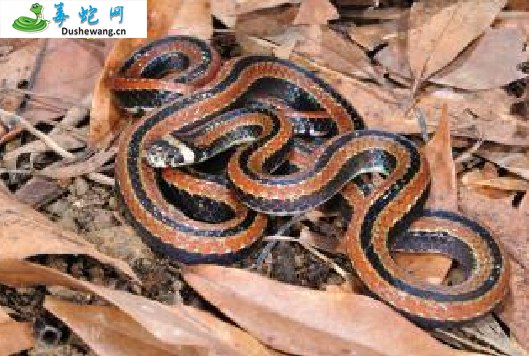 梭德氏华珊瑚蛇(有毒蛇)详细资料、图片及品种介绍