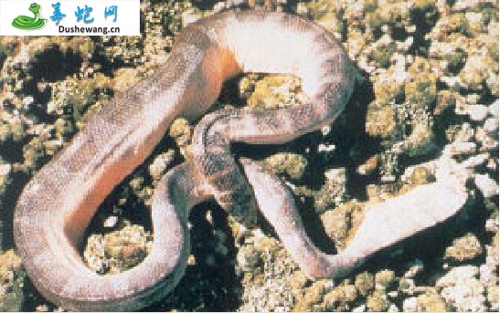 淡灰海蛇(有毒蛇)详细资料、图片及品种介绍