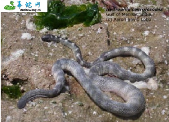 青灰海蛇(有毒蛇)详细资料、图片及品种介绍