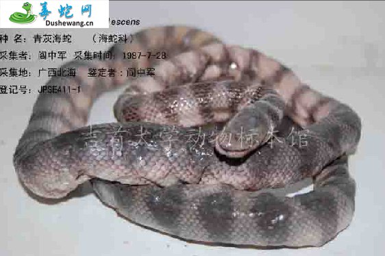 青灰海蛇