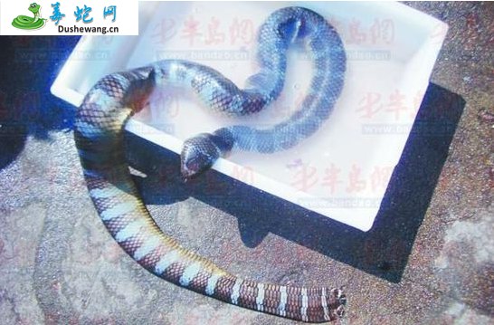 青灰海蛇
