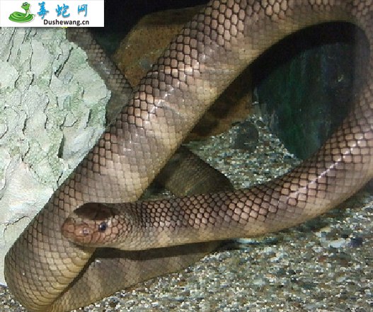 半环扁尾海蛇(有毒蛇)详细资料、图片及品种介绍