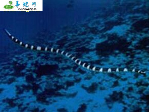 半环扁尾海蛇
