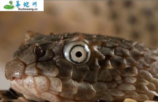 棘眦海蛇(有毒蛇)详细资料、图片及品种介绍