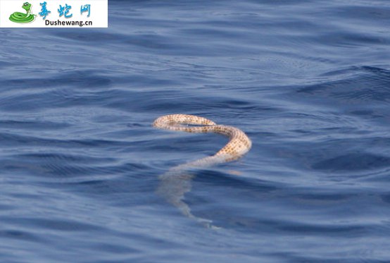 棘眦海蛇
