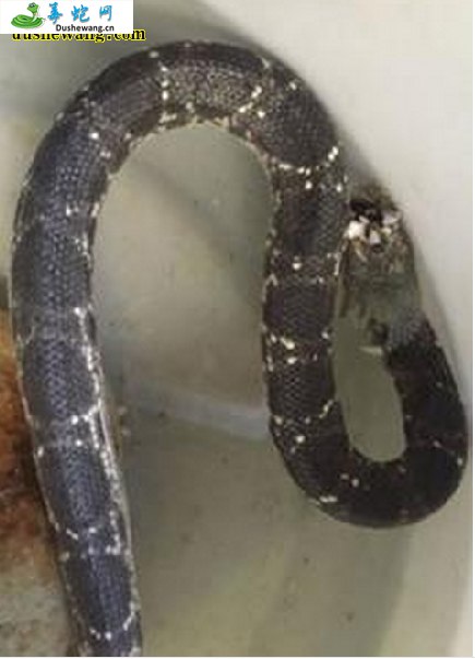 棘鳞海蛇(有毒蛇)详细资料、图片及品种介绍