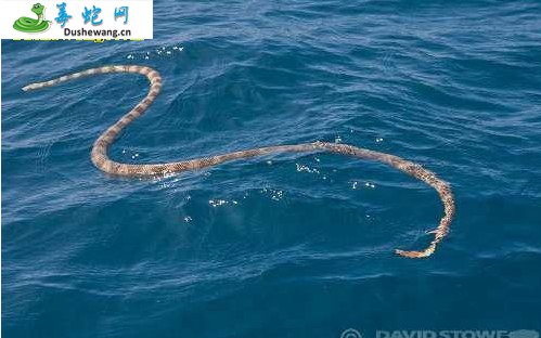 棘鳞海蛇