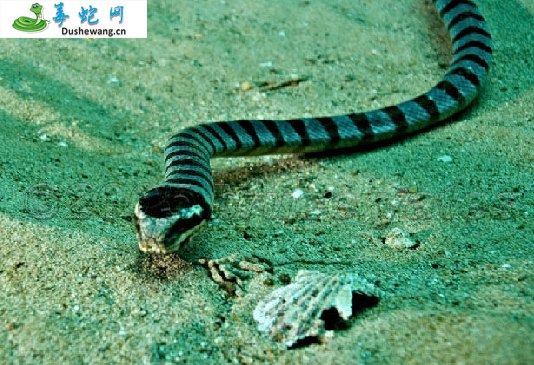 龟头海蛇(有毒蛇)详细资料、图片及品种介绍