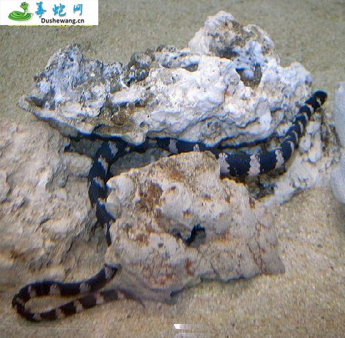 龟头海蛇