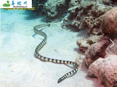 截吻海蛇(有毒蛇)详细资料、图片及品种介绍