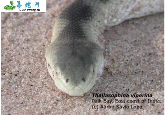 海蝰蛇(有毒蛇)详细资料、图片及品种介绍
