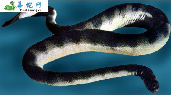 海蝰蛇