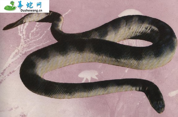 海蝰蛇