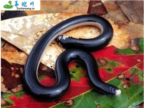 白头钩盲蛇(无毒蛇)详细资料、图片及品种介绍