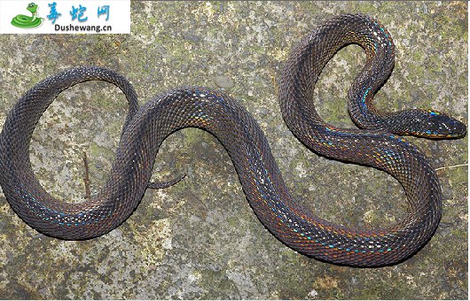 青脊蛇(无毒蛇)详细资料、图片及品种介绍
