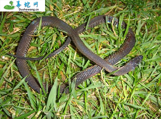 美姑脊蛇(无毒蛇)详细资料、图片及品种介绍