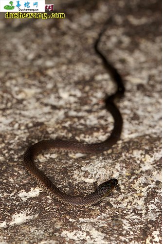 棕脊蛇(无毒蛇)详细资料、图片及品种介绍