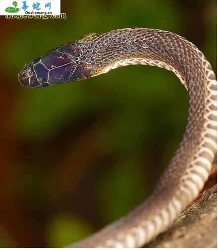 棕脊蛇